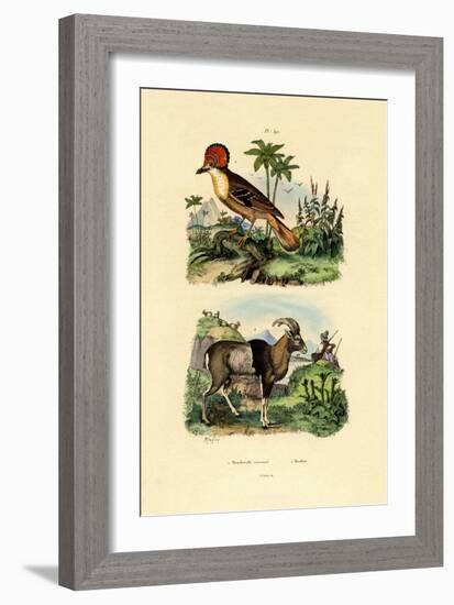 Tyrant, 1833-39-null-Framed Giclee Print