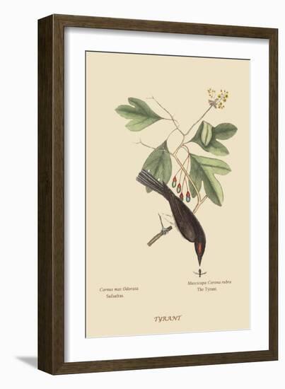 Tyrant-Mark Catesby-Framed Art Print