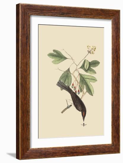 Tyrant-Mark Catesby-Framed Art Print