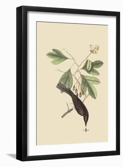 Tyrant-Mark Catesby-Framed Art Print