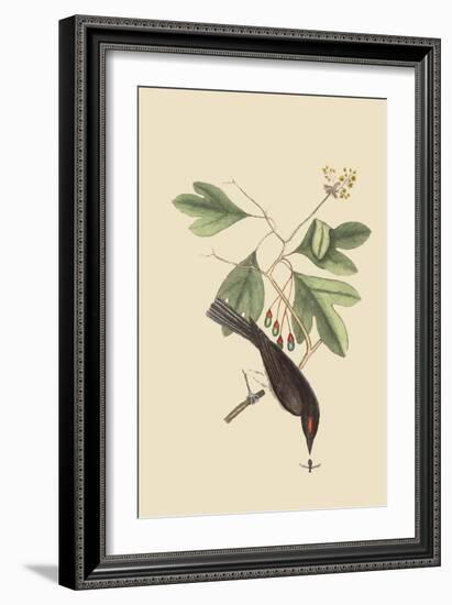 Tyrant-Mark Catesby-Framed Art Print