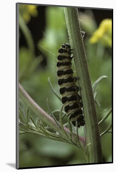 Tyria Jacobaeae (Cinnabar Moth) - Caterpillar on Ragwort-Paul Starosta-Mounted Photographic Print