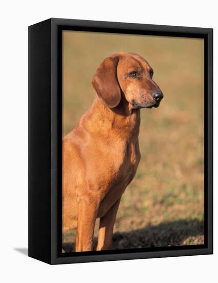 Tyrolean Bloodhound Portrait-Adriano Bacchella-Framed Premier Image Canvas