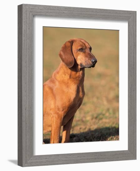 Tyrolean Bloodhound Portrait-Adriano Bacchella-Framed Photographic Print