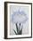 U-Chu Book of a Light Blue Iris-Stapleton Collection-Framed Giclee Print