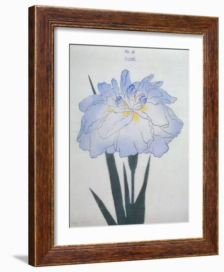 U-Chu Book of a Light Blue Iris-Stapleton Collection-Framed Giclee Print