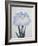 U-Chu Book of a Light Blue Iris-Stapleton Collection-Framed Giclee Print