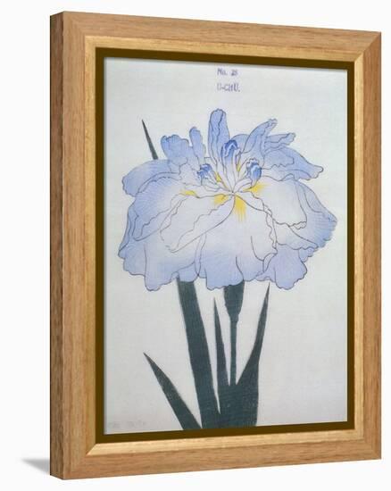 U-Chu Book of a Light Blue Iris-Stapleton Collection-Framed Premier Image Canvas