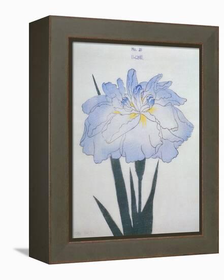 U-Chu Book of a Light Blue Iris-Stapleton Collection-Framed Premier Image Canvas
