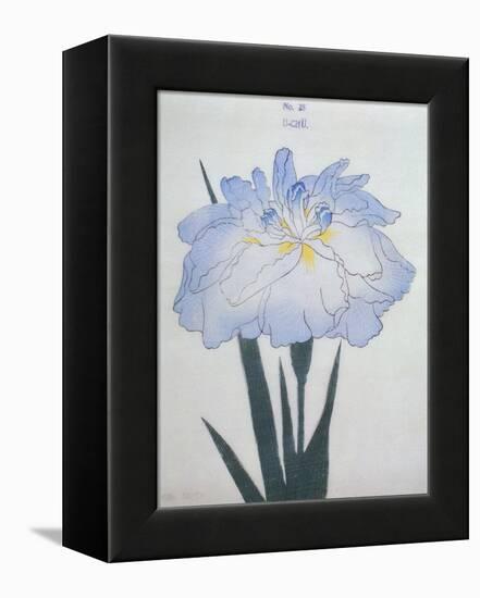 U-Chu Book of a Light Blue Iris-Stapleton Collection-Framed Premier Image Canvas