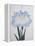 U-Chu Book of a Light Blue Iris-Stapleton Collection-Framed Premier Image Canvas