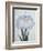 U-Chu Book of a Light Blue Iris-Stapleton Collection-Framed Giclee Print