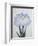 U-Chu Book of a Light Blue Iris-Stapleton Collection-Framed Giclee Print