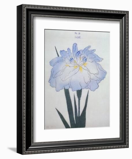 U-Chu Book of a Light Blue Iris-Stapleton Collection-Framed Giclee Print