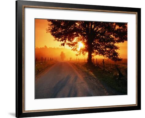 Tree and Road at Sunrise, Cades Cove, Great Smoky Mountains National ...