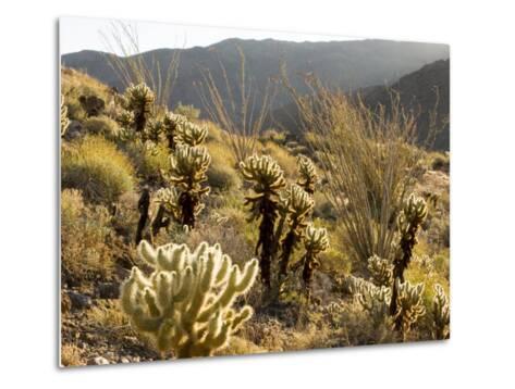 cholla cactus and ocotillo plants in the desert landscape