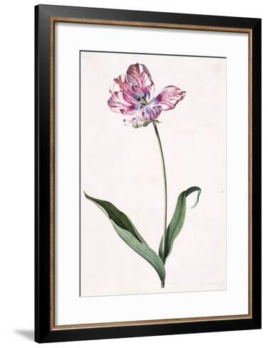 Tulip, A Botanical Illustration, A Botanical Illustration Giclee Print ...