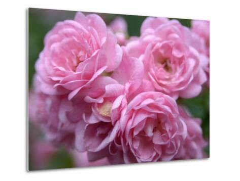 Pink Landscape Roses, Jackson, New Hampshire, USA Photographic Print by ...