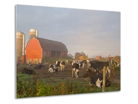 Holstein dairy cows outside a barn, Boyd, Wisconsin, USA Photographic ...