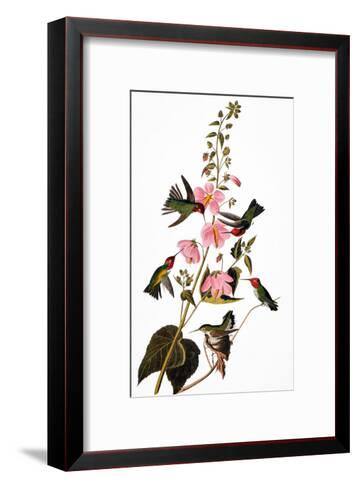audubon hummingbird james john metropolitan