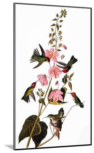 giclee mounted audubon hummingbird james john