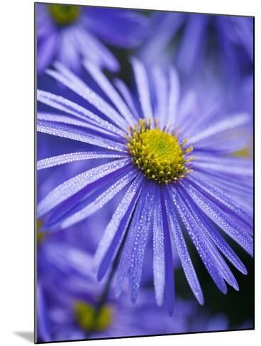 Blue Aster Photographic Print by Clive Nichols | Art.com