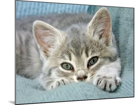 a real live painted blue tabby cat a real live painted blue tabby cat