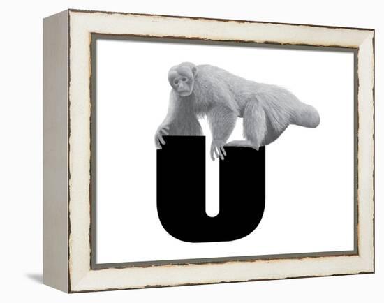 U is for Uakari-Stacy Hsu-Framed Stretched Canvas