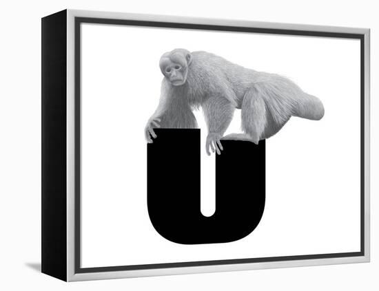 U is for Uakari-Stacy Hsu-Framed Stretched Canvas