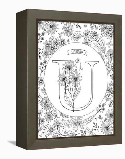 U is for Ursinia-Heather Rosas-Framed Stretched Canvas