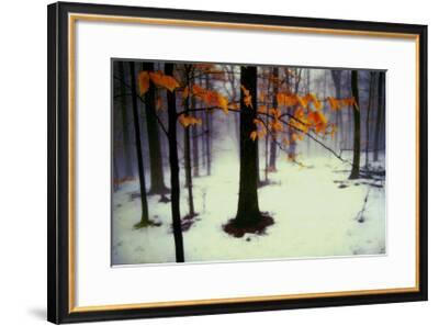 Quiet Woods Art Print by David Winston | Art.com