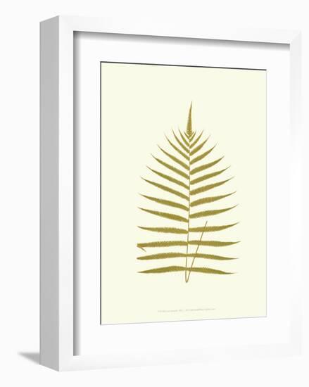 Lowes Fern IV-Edward Lowe-Framed Art Print