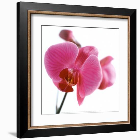 Pink Orchid-Cédric Porchez-Framed Art Print