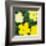 Flowers, c.1970 (Yellow)-Andy Warhol-Framed Art Print