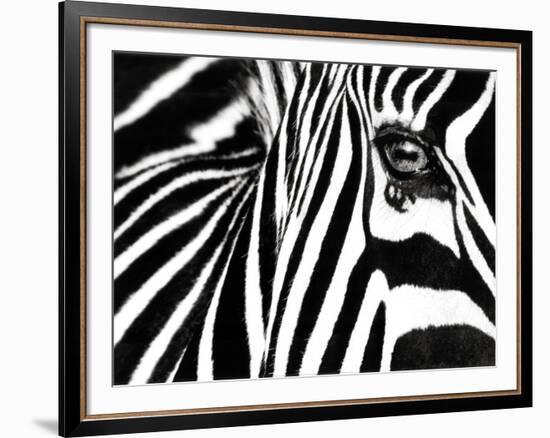 Black & White II (Zebra)-Rocco Sette-Framed Art Print