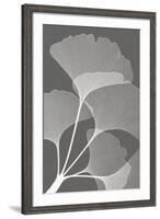 Ginkgos II-Steven N^ Meyers-Framed Art Print