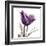 Royal Purple Parrot Tulip-Albert Koetsier-Framed Art Print