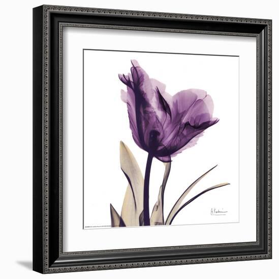 Royal Purple Parrot Tulip-Albert Koetsier-Framed Art Print