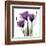 Royal Purple Gentian Trio-Albert Koetsier-Framed Art Print