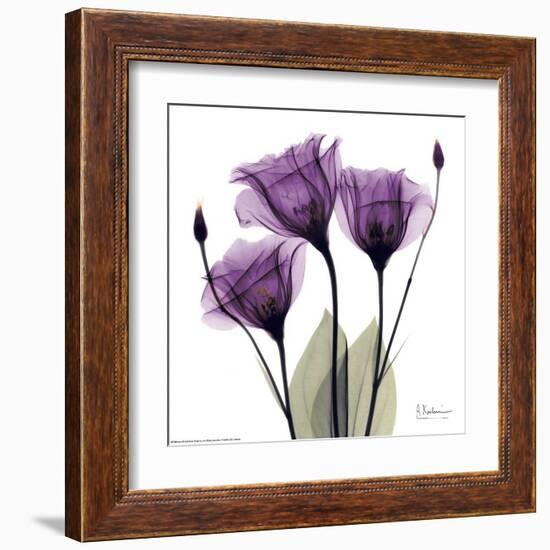 Royal Purple Gentian Trio-Albert Koetsier-Framed Art Print