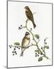 Emberiza Rustica-Aaron Ashley-Mounted Art Print