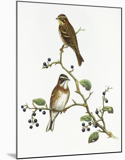 Emberiza Rustica-Aaron Ashley-Mounted Art Print