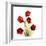 Sandersonia Bunch in Red-Albert Koetsier-Framed Art Print