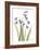 Snow Drop in Full Bloom-Albert Koetsier-Framed Art Print