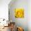 Yellow Rose-Joseph Eta-Giclee Print displayed on a wall