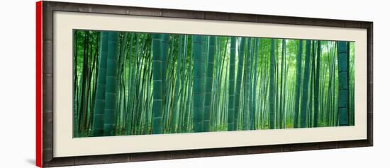 Bamboo Forest, Sagano, Kyoto, Japan-Panoramic Images-Framed Photographic Print