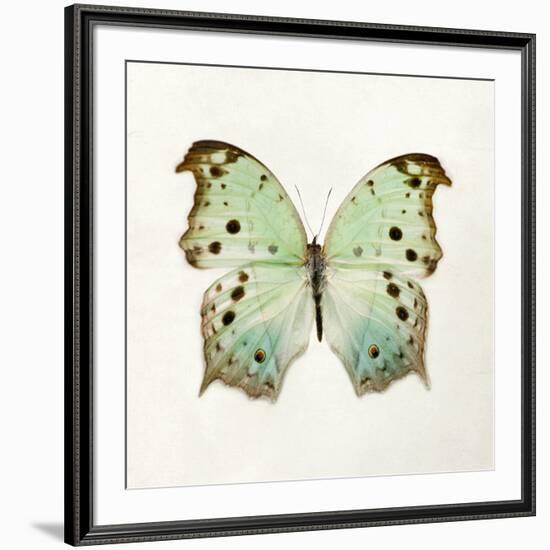 Butterfly Impression-Irene Suchocki-Framed Giclee Print