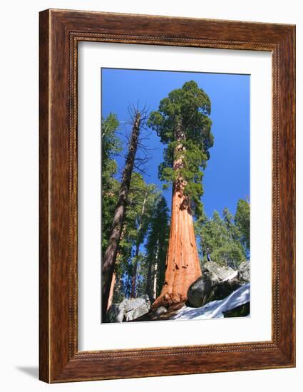 Sequoia National Park II-null-Framed Art Print