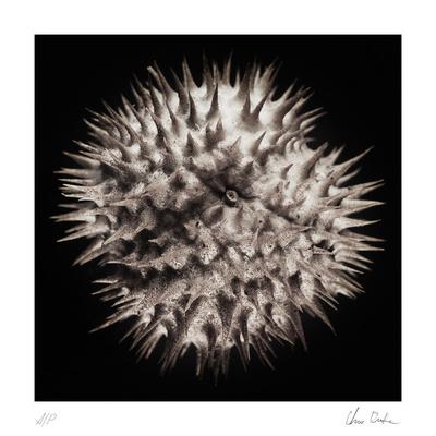 Collectable Print, , small