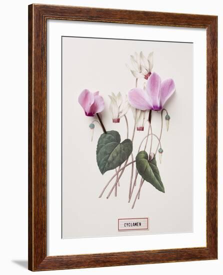 Floral Decoupage - Cyclamen-Camille Soulayrol-Framed Giclee Print